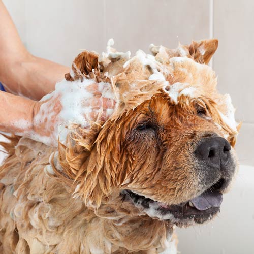 Prince lorenzo outlet dog shampoo